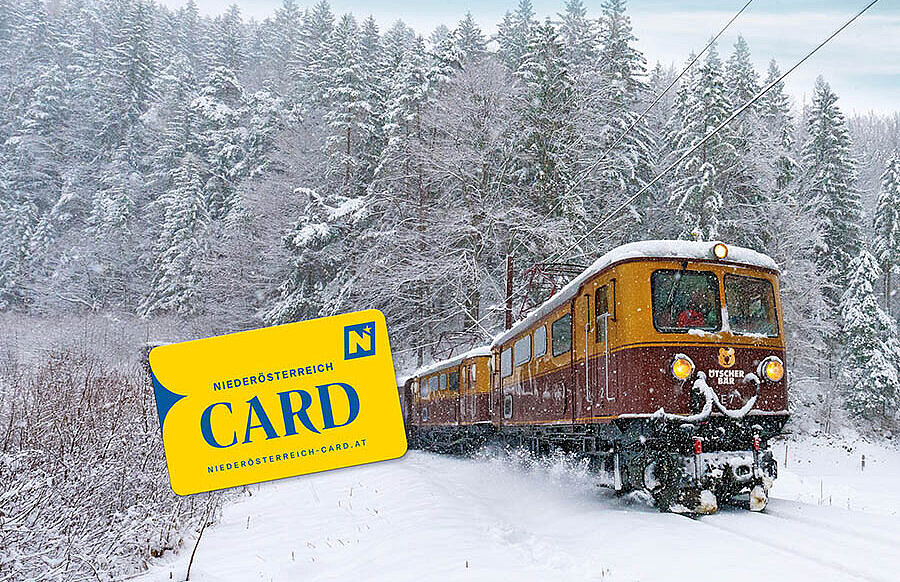 Ötscherbär im Schnee