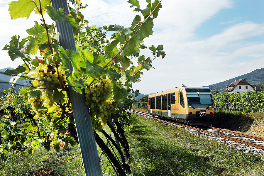 Goldener Zug fährt an grüner Weinrebe vorbei