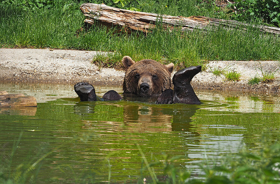 Braunbär im Wasser.