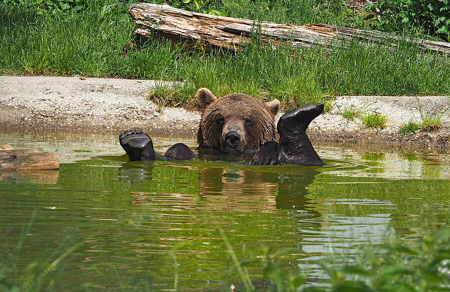 Braunbär im Wasser.