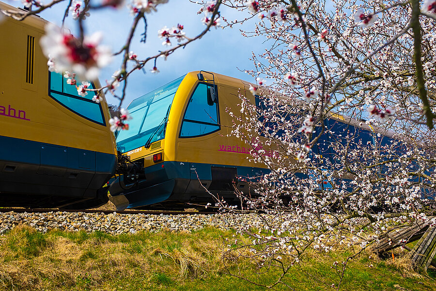 Marillenblüten und Wachaubahn