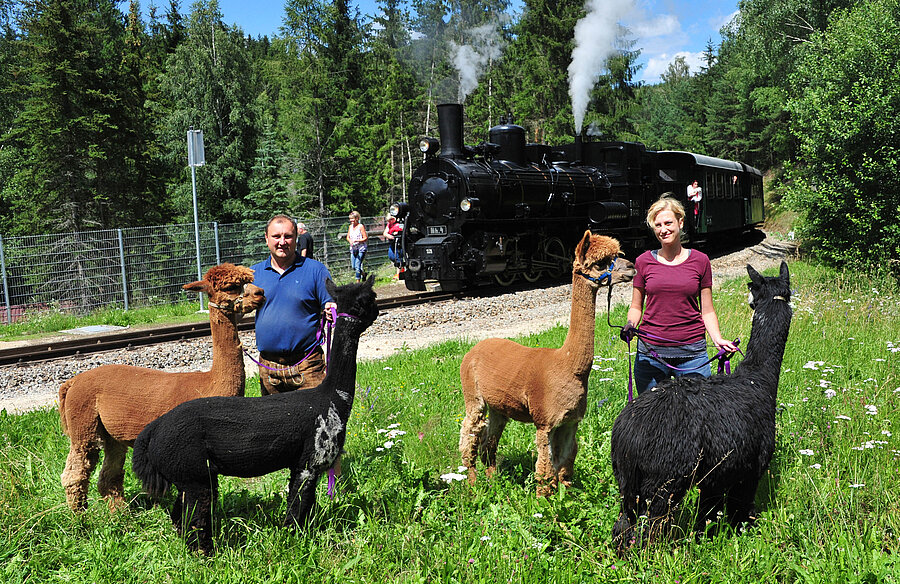 Alpakaexpress zum "Sonnseitnhof" (Dampfzug)