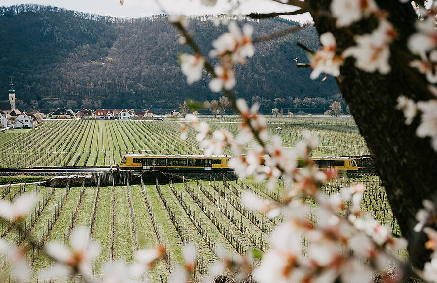 Wachaubahn im Hintergrund davor Marillenblüten